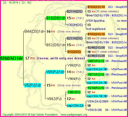 Pedigree of B36(IAC)1dr :
four generations presented<br />it's temporarily unavailable, sorry!