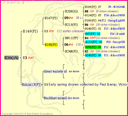 Pedigree of B36(JA) :
four generations presented