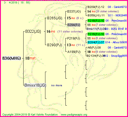 Pedigree of B36(MHG) :
four generations presented
it's temporarily unavailable, sorry!