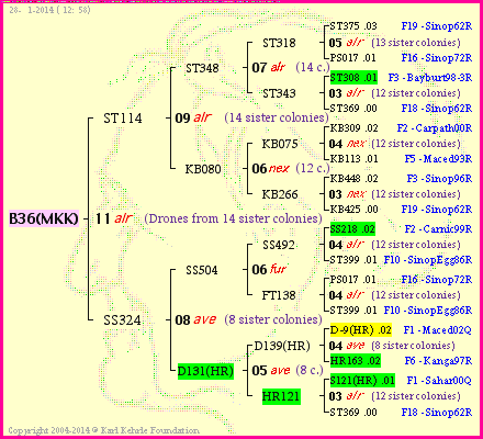 Pedigree of B36(MKK) :
four generations presented