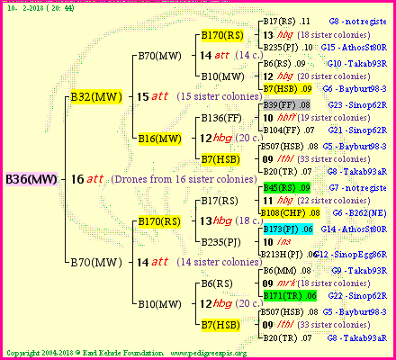 Pedigree of B36(MW) :
four generations presented