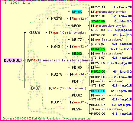 Pedigree of B36(NDE) :
four generations presented
it's temporarily unavailable, sorry!