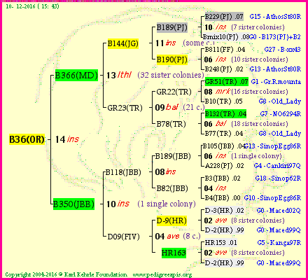 Pedigree of B36(OR) :
four generations presented<br />it's temporarily unavailable, sorry!