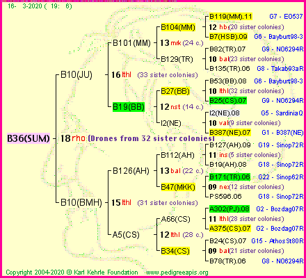 Pedigree of B36(SUM) :
four generations presented<br />it's temporarily unavailable, sorry!