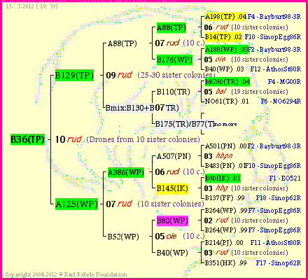 Pedigree of B36(TP) :
four generations presented