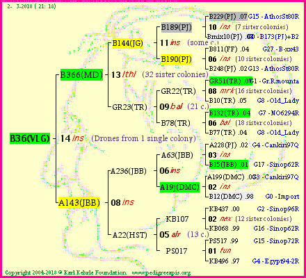 Pedigree of B36(VLG) :
four generations presented