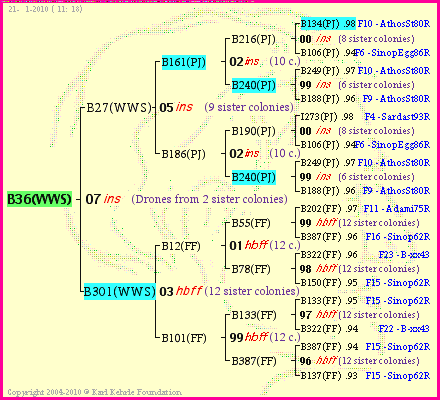 Pedigree of B36(WWS) :
four generations presented