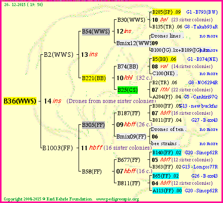 Pedigree of B36(WWS) :
four generations presented