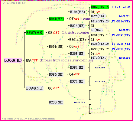 Pedigree of B360(HE) :
four generations presented