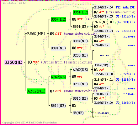 Pedigree of B360(HE) :
four generations presented