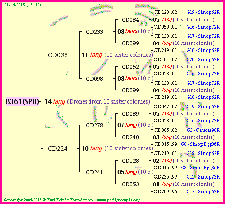 Pedigree of B361(SPD) :
four generations presented