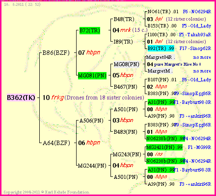 Pedigree of B362(TK) :
four generations presented