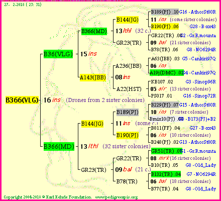 Pedigree of B366(VLG) :
four generations presented