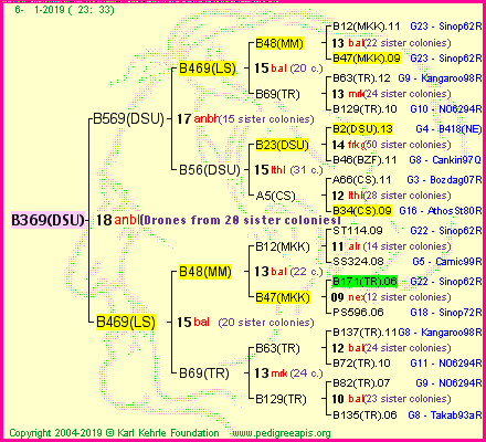 Pedigree of B369(DSU) :
four generations presented<br />it's temporarily unavailable, sorry!
