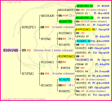 Pedigree of B36V(AB) :
four generations presented