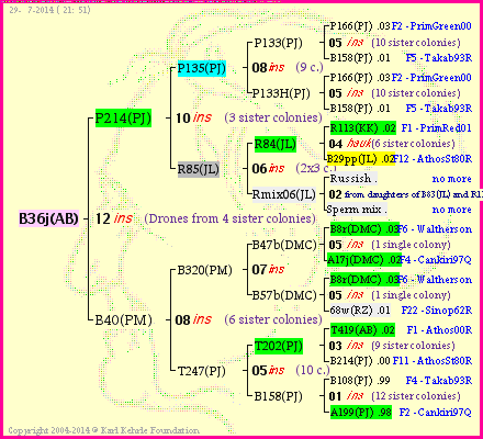 Pedigree of B36j(AB) :
four generations presented