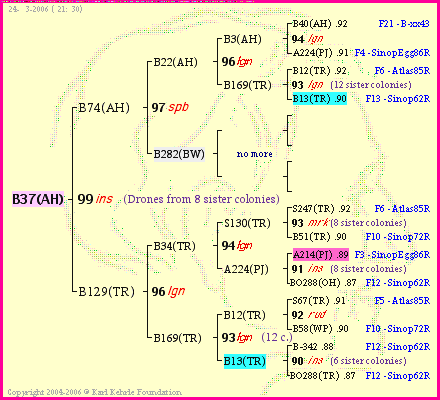 Pedigree of B37(AH) :
four generations presented
it's temporarily unavailable, sorry!