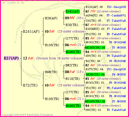 Pedigree of B37(AP) :
four generations presented