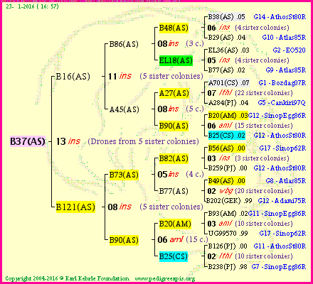 Pedigree of B37(AS) :
four generations presented