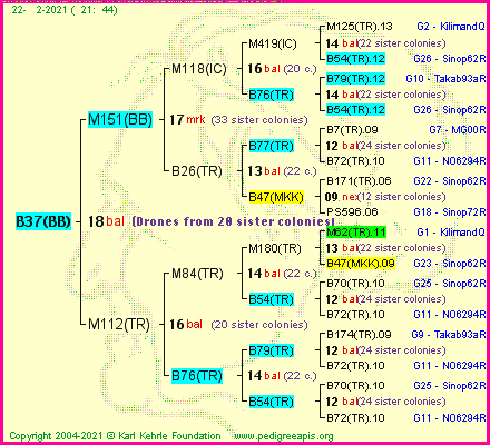 Pedigree of B37(BB) :
four generations presented
it's temporarily unavailable, sorry!