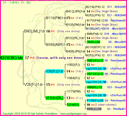 Pedigree of B37(CBC)1dr :
four generations presented<br />it's temporarily unavailable, sorry!