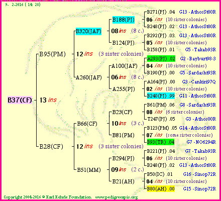 Pedigree of B37(CF) :
four generations presented