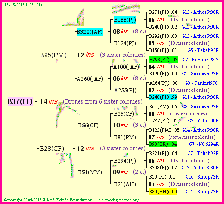 Pedigree of B37(CF) :
four generations presented