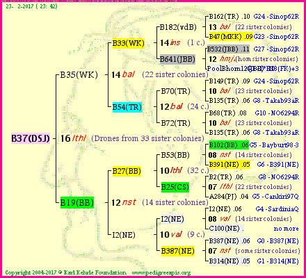 Pedigree of B37(DSJ) :
four generations presented