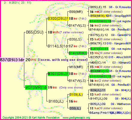 Pedigree of B37(DSU)1dr :
four generations presented
it's temporarily unavailable, sorry!