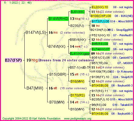 Pedigree of B37(FSP) :
four generations presented
it's temporarily unavailable, sorry!