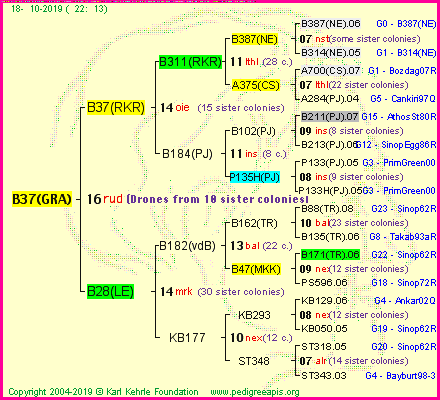 Pedigree of B37(GRA) :
four generations presented
it's temporarily unavailable, sorry!