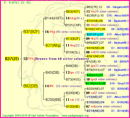 Pedigree of B37(JT) :
four generations presented<br />it's temporarily unavailable, sorry!