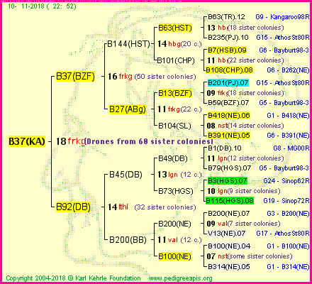 Pedigree of B37(KA) :
four generations presented<br />it's temporarily unavailable, sorry!