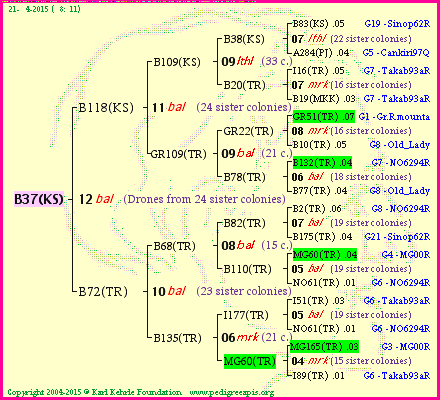 Pedigree of B37(KS) :
four generations presented