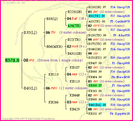 Pedigree of B37(LJ) :
four generations presented