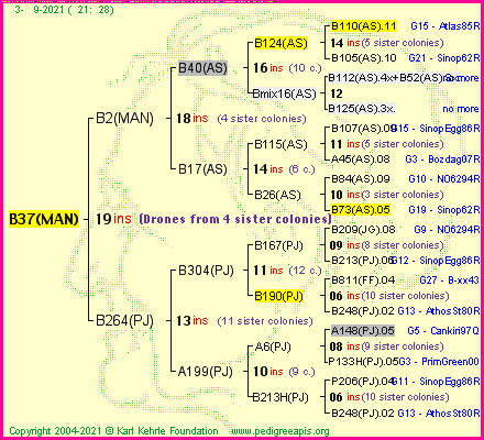 Pedigree of B37(MAN) :
four generations presented
it's temporarily unavailable, sorry!