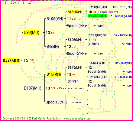 Pedigree of B37(MH) :
four generations presented<br />it's temporarily unavailable, sorry!