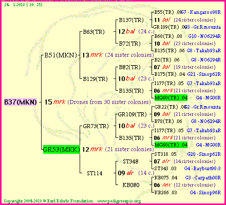 Pedigree of B37(MKN) :
four generations presented<br />it's temporarily unavailable, sorry!