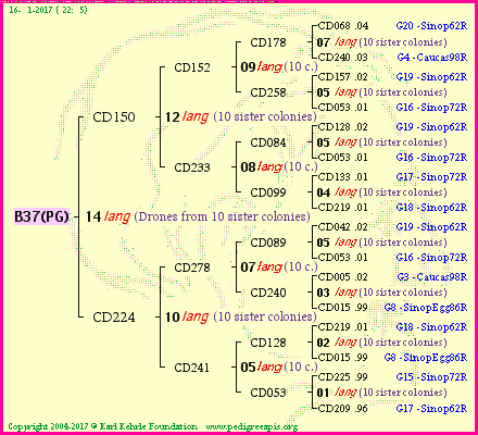 Pedigree of B37(PG) :
four generations presented