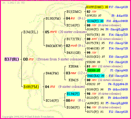 Pedigree of B37(RL) :
four generations presented