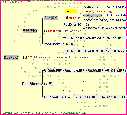 Pedigree of B37(SK) :
four generations presented
it's temporarily unavailable, sorry!