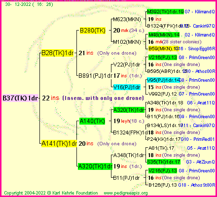 Pedigree of B37(TK)1dr :
four generations presented
it's temporarily unavailable, sorry!