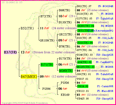 Pedigree of B37(TR) :
four generations presented<br />it's temporarily unavailable, sorry!