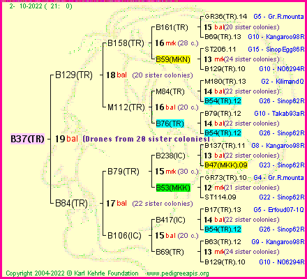 Pedigree of B37(TR) :
four generations presented
it's temporarily unavailable, sorry!