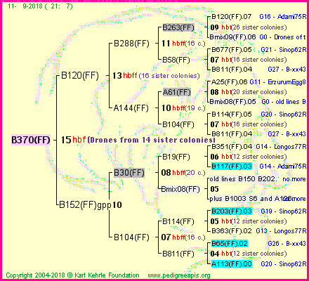 Pedigree of B370(FF) :
four generations presented