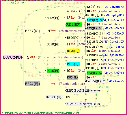 Pedigree of B370(SPD) :
four generations presented