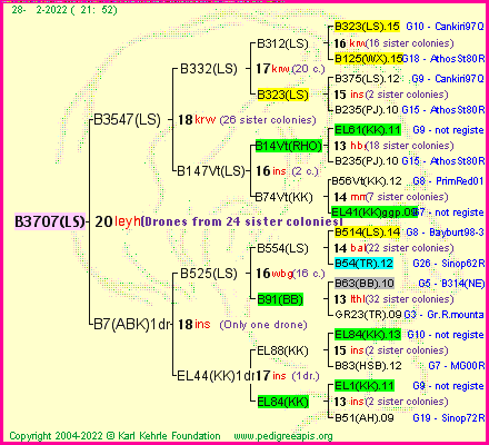 Pedigree of B3707(LS) :
four generations presented
it's temporarily unavailable, sorry!