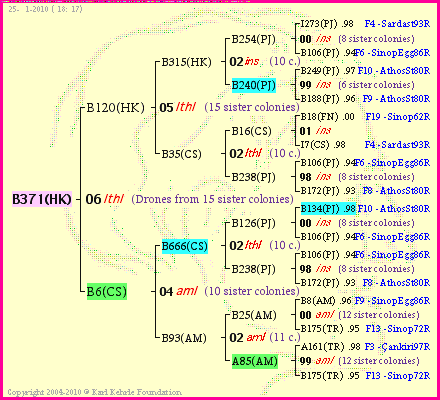 Pedigree of B371(HK) :
four generations presented