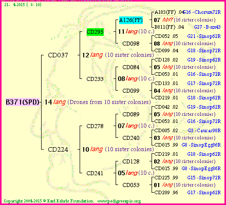 Pedigree of B371(SPD) :
four generations presented