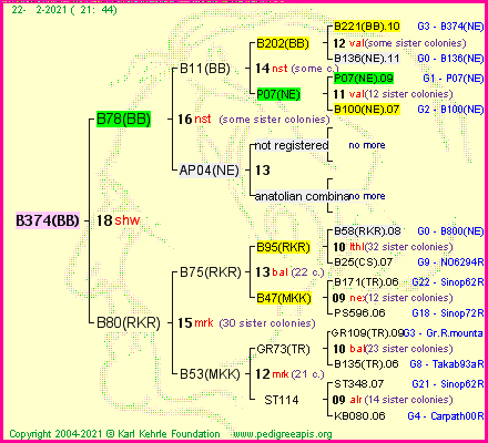 Pedigree of B374(BB) :
four generations presented
it's temporarily unavailable, sorry!